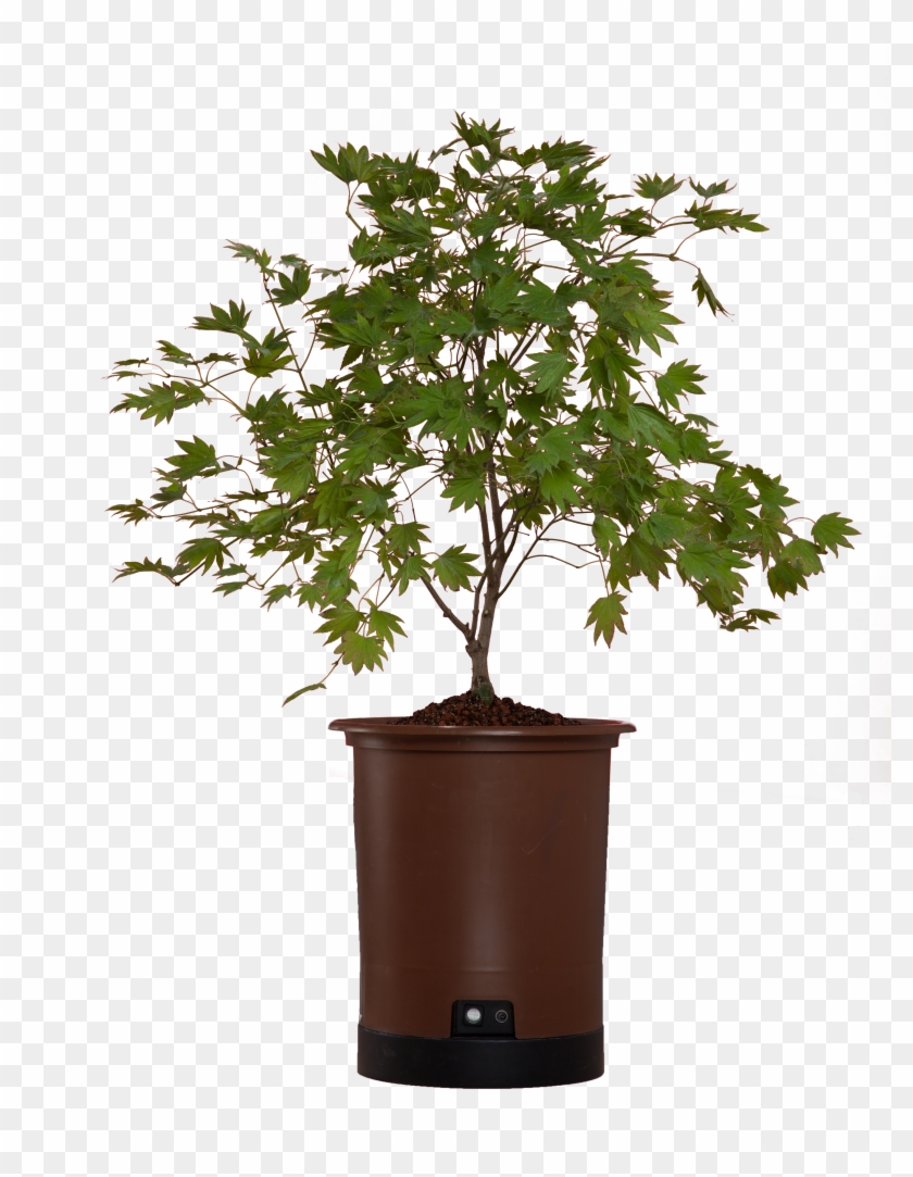 Japanese Maple Png Clipart #1882869