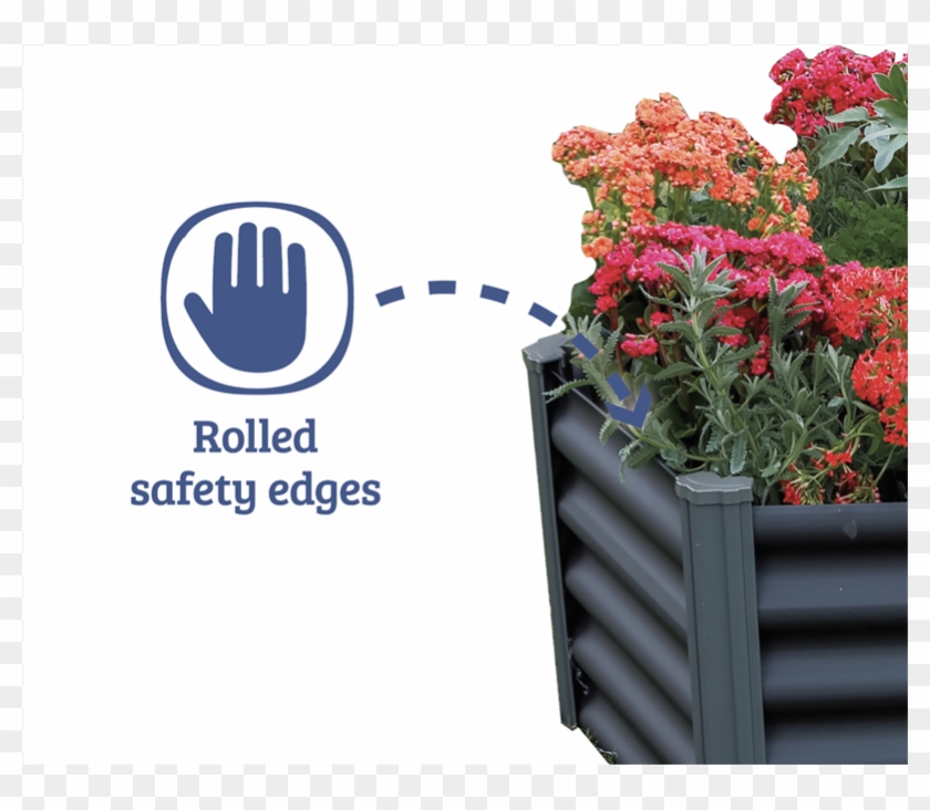 Hydrangea Serrata Clipart #1882940