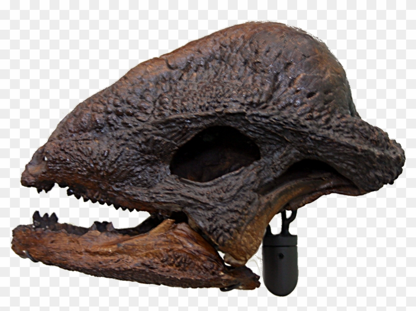 Stegoceras Amnh Skull - Stegoceras Skull Clipart