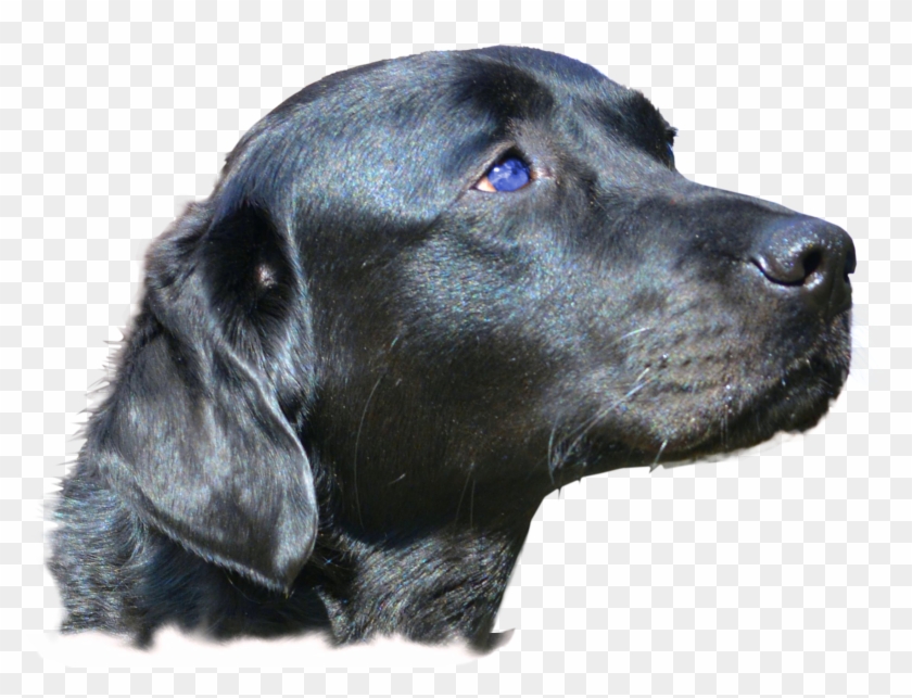 Dog Head Png File Clipart