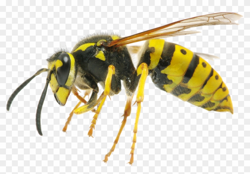Yellow Jacket Wasps Clipart