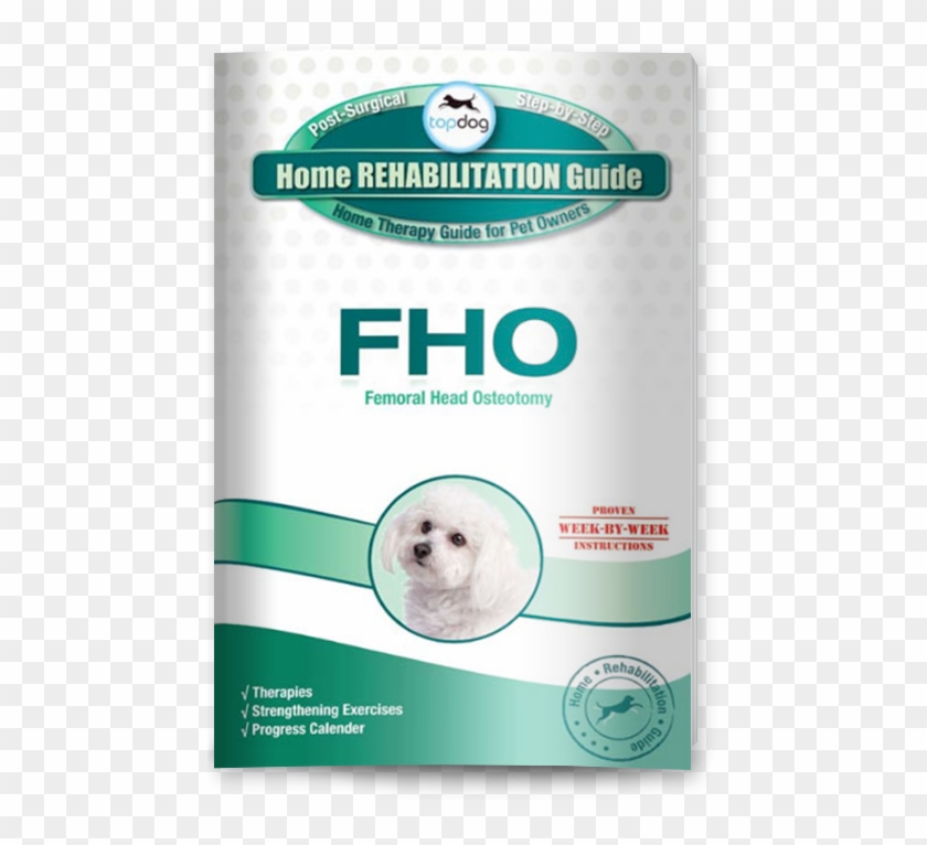 Companion Dog Clipart