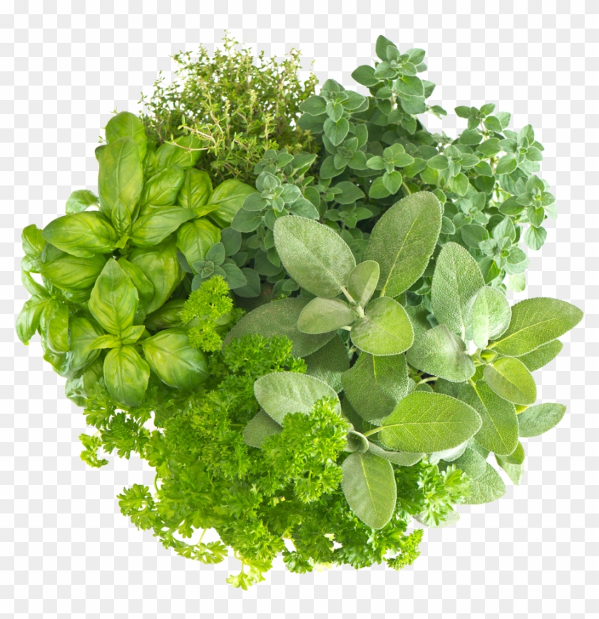 Herb Free Download Png - Fresh Herbs Clipart #1885356
