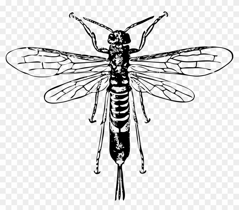 Wasp Clipart Marvel - Black And White Wasp Queen - Png Download #1885381