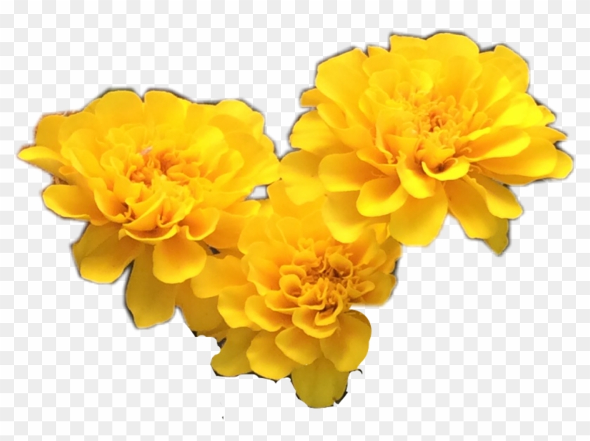 Transparent Flower Tumblr - Yellow Flowers Tumblr Png Clipart #1885451
