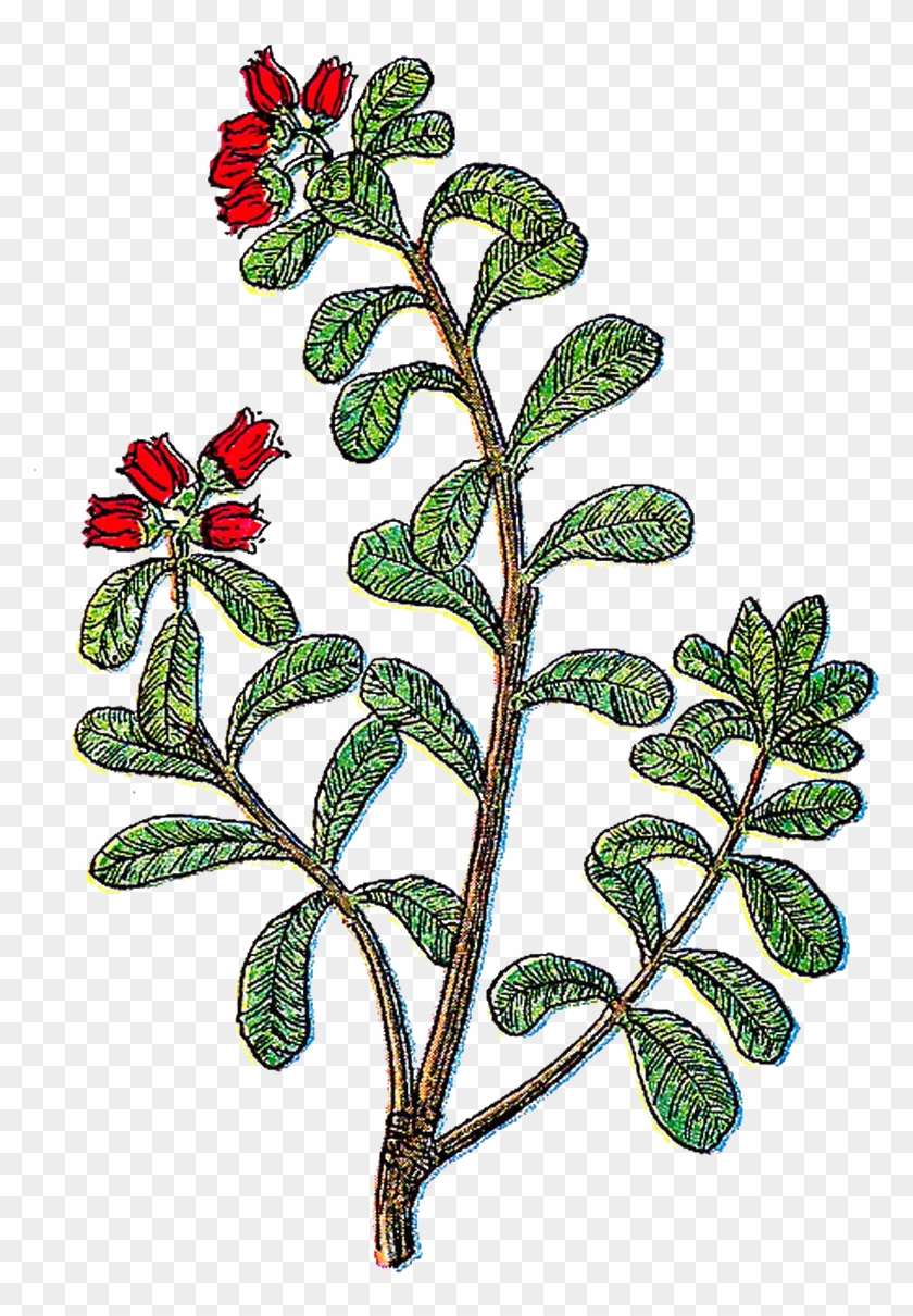 Herb - Herb Vintage Clipart #1885479