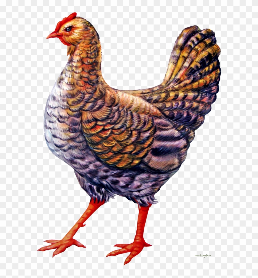 Chicken Clipart - Курица Рисунок Пнг - Png Download