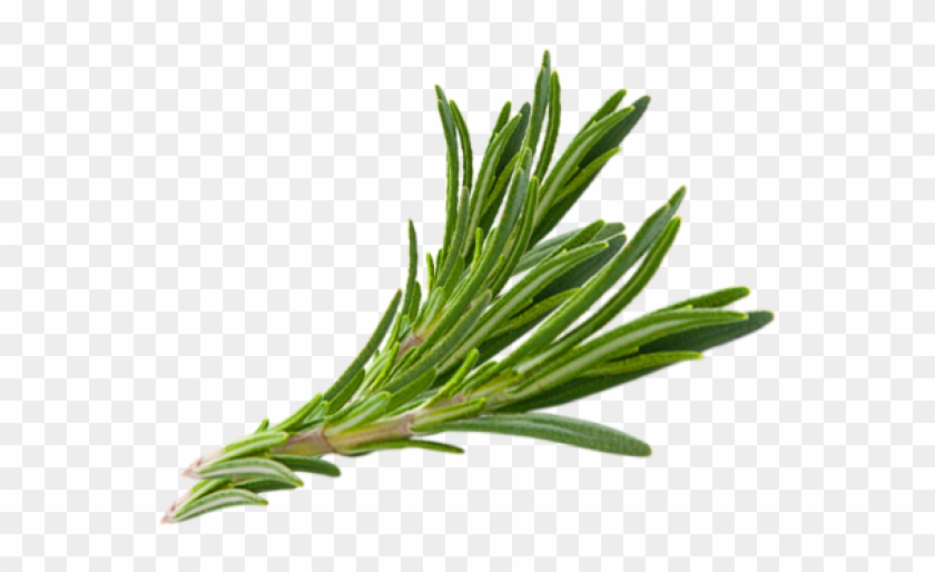 Hair Herb Thymes Rosemary Herbs Download Free Image - Fresh Rosemary Png Clipart #1886168