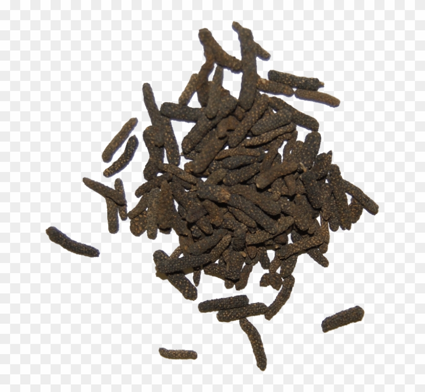 Javanese Long Pepper Clipart #1886384