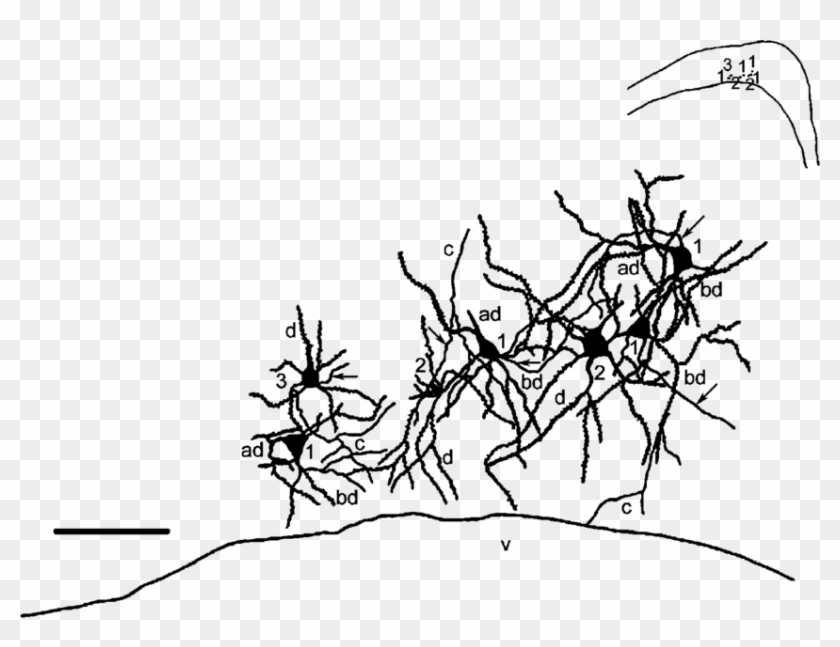 Camera Lucida Drawing Of The Neurons Of The Ci - Line Art Clipart #1887141