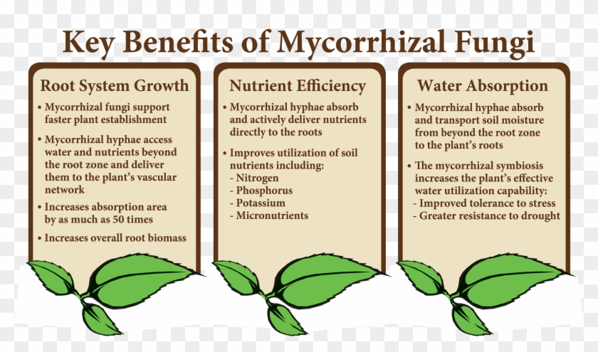 Key Benefits 3 Columns Clear 20170523 - Key Benefits Of Mycorrhizal Fungi Clipart #1887315