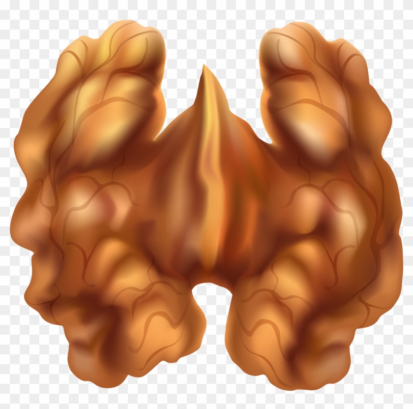 Half Walnut Png Clip Art - Illustration Transparent Png