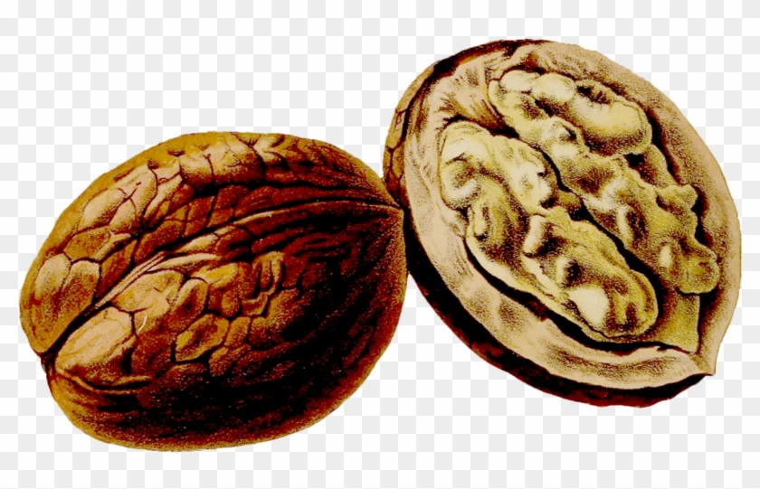 800 X 461 4 Clipart