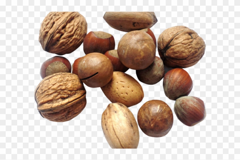 Walnut Png Transparent Images Clipart #1889881