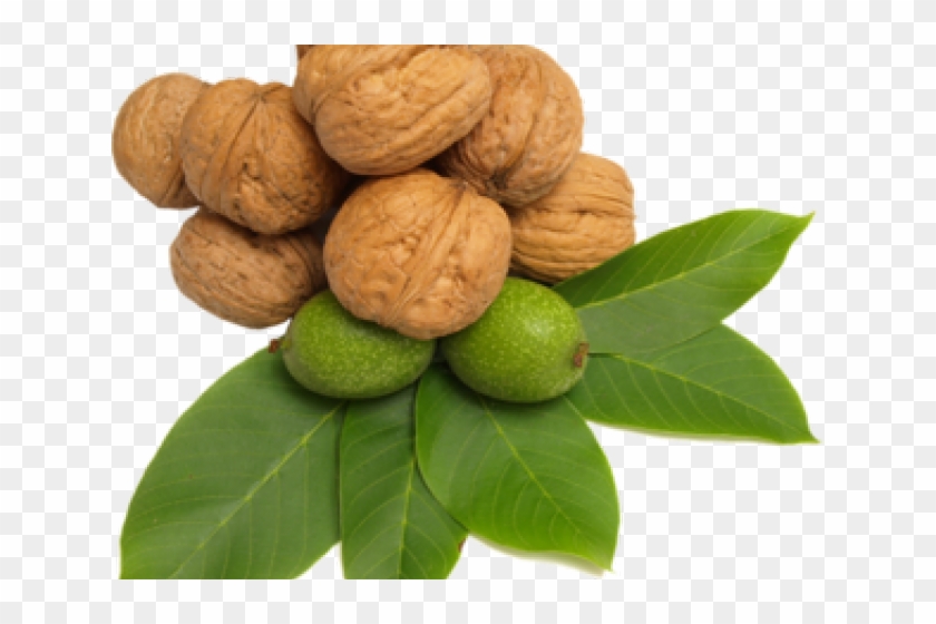 Walnut Clipart Transparent - Png Download