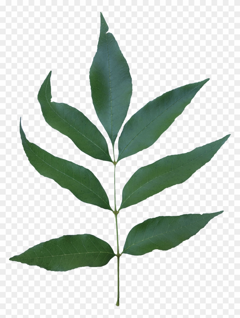 Compound - Ash Leaf Transparent Clipart