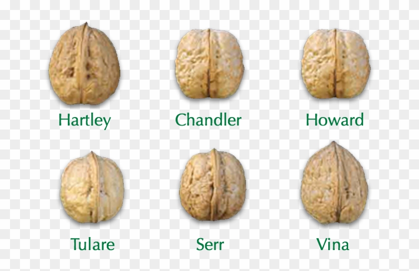 Shelled Clipart #1891154
