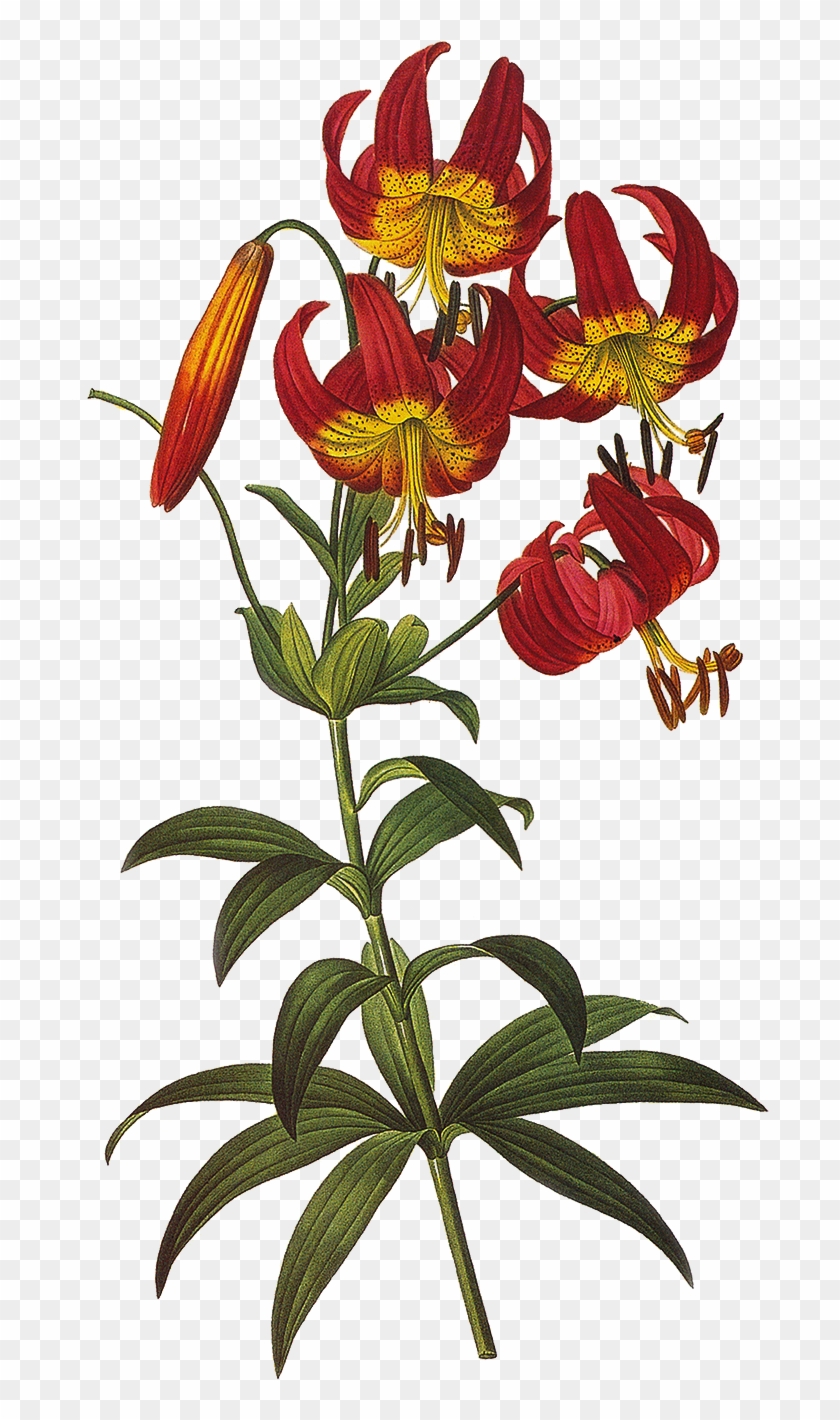 Vintage Floral Png , Png Download Clipart