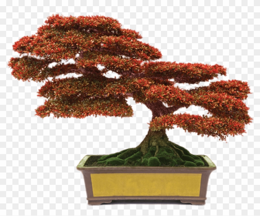 Bonsai With Red Leaves - Conyers Monastery Bonsai Clipart