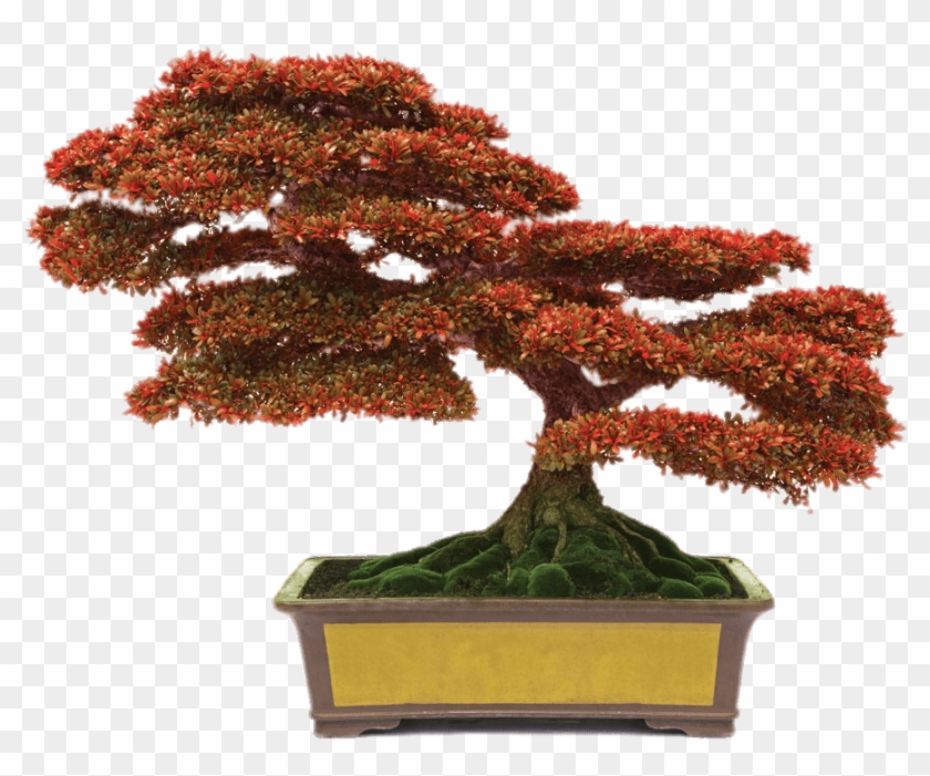 Bonsai With Red Leaves - Conyers Monastery Bonsai Clipart #1892511