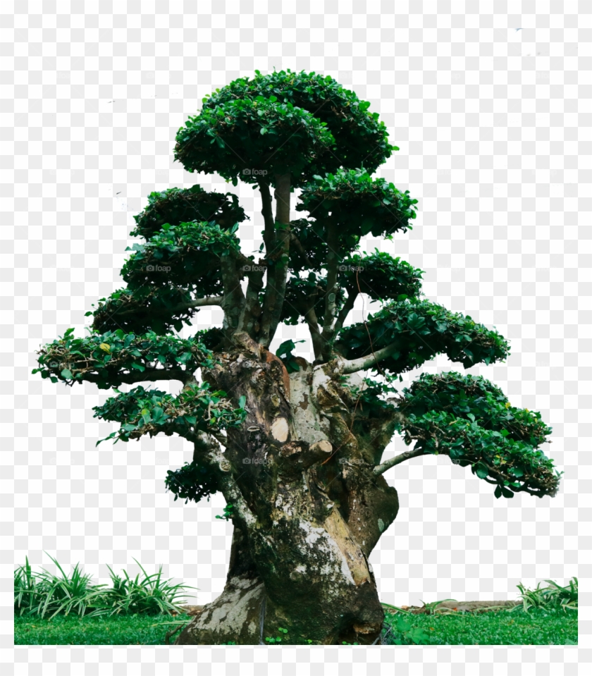 Bonsai Png - Cypress Family Clipart