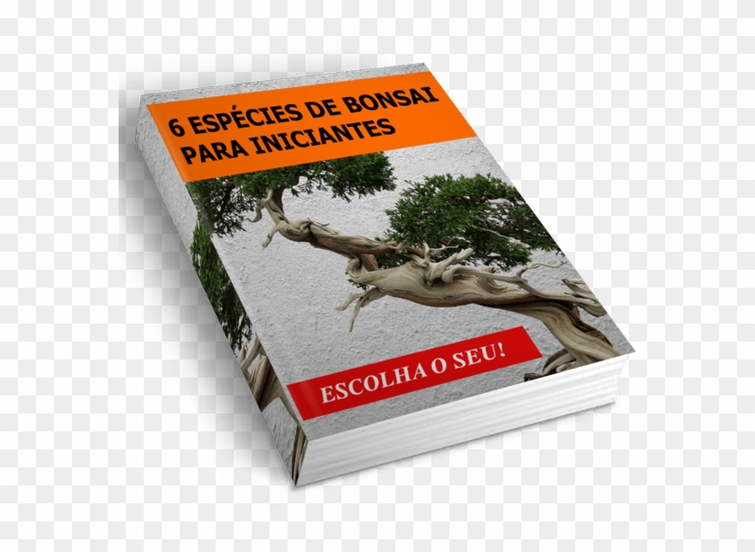 Como Cuidar De Bonsai - Tree Clipart