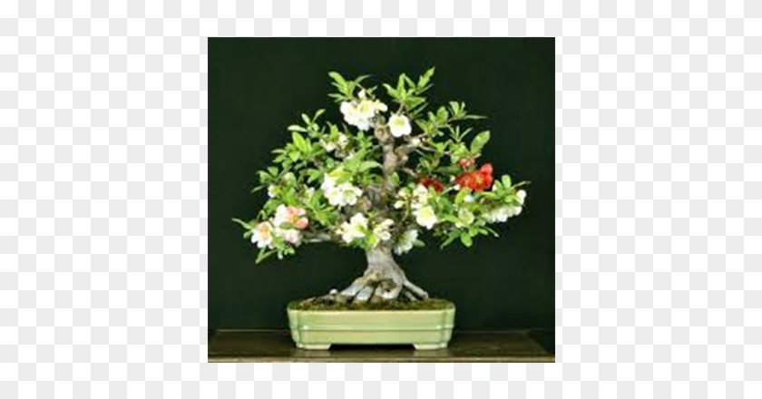 Malpighia Bonsai Tree Golden Juniperus Christmastree Clipart #1893168