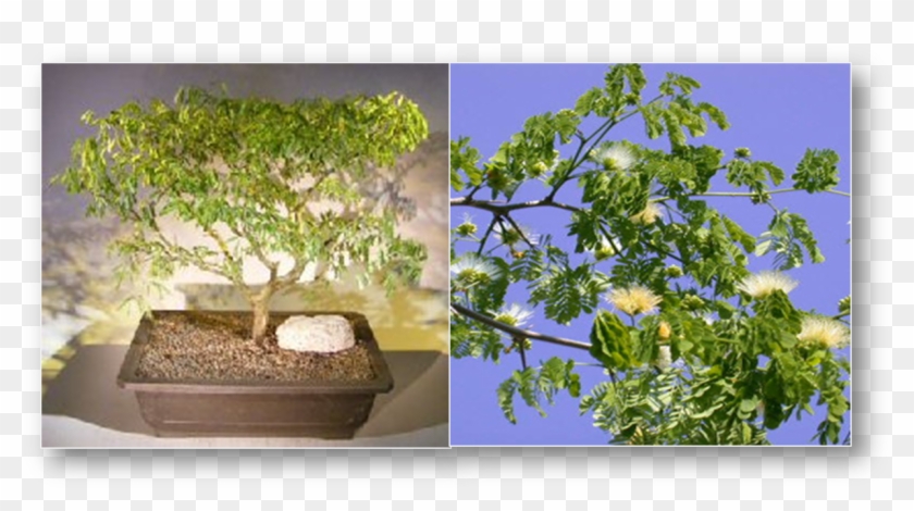 The Flowering Brazilian Raintree Bonsai Tree Has Delicate Clipart #1893303