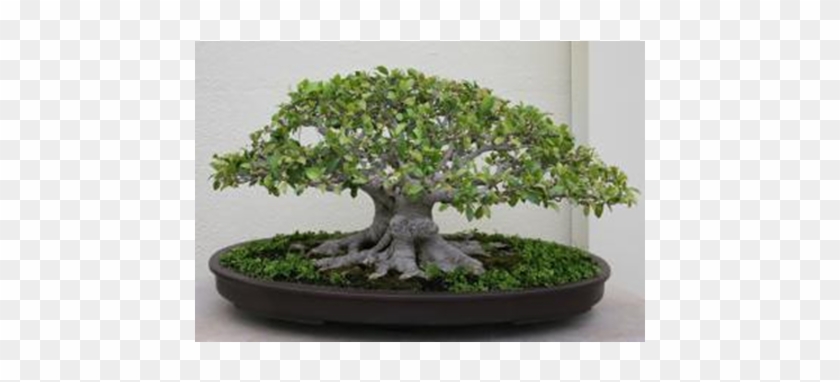 Casuarina Bonsai Tree Bougainvillea Clipart