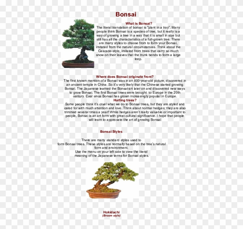 Doc - Bonsai Boom Clipart #1893431