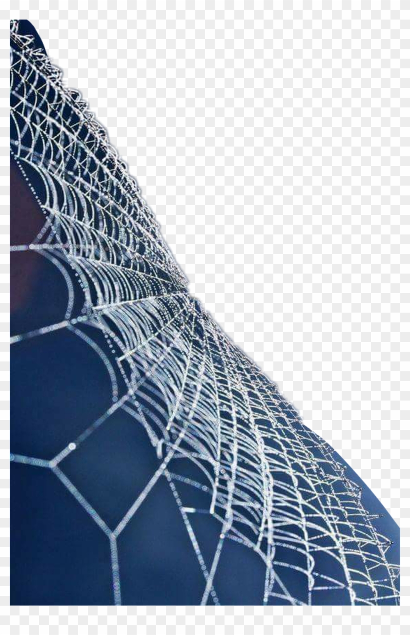 Report Abuse - Spider Web Clipart