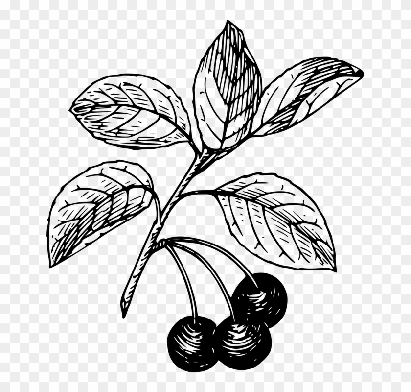 Vector Freeuse Stock Leaves Cherry On Dumielauxepices - Cherry Clip Art - Png Download #1893724