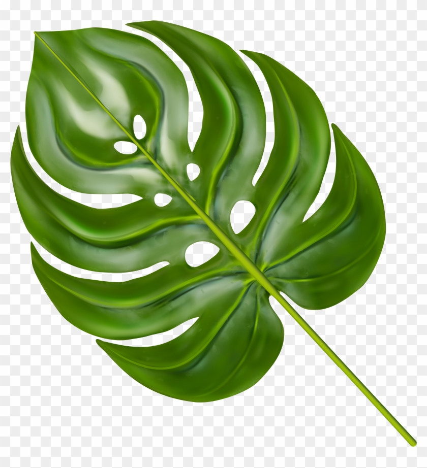 Transparent Leaves Monstera Clipart