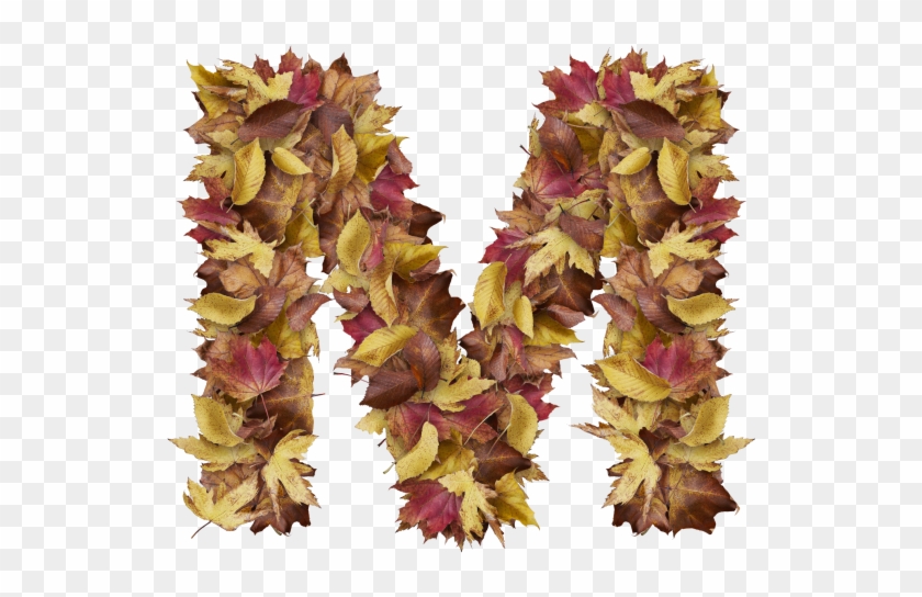 Letter M From Dry Leaves Clipart #1894692