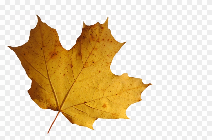 Leaf Transparent Background - Maple Leaf Clipart
