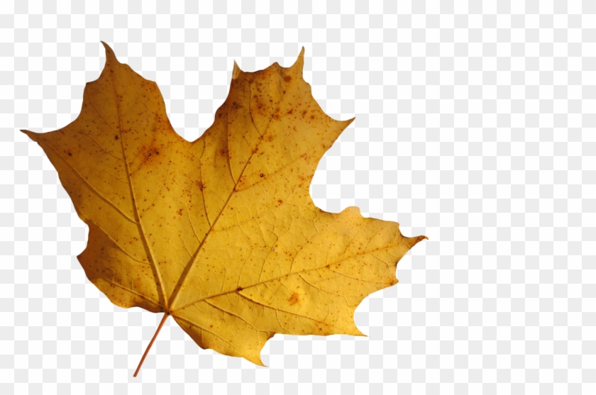 Leaf Transparent Background - Maple Leaf Clipart #1894901