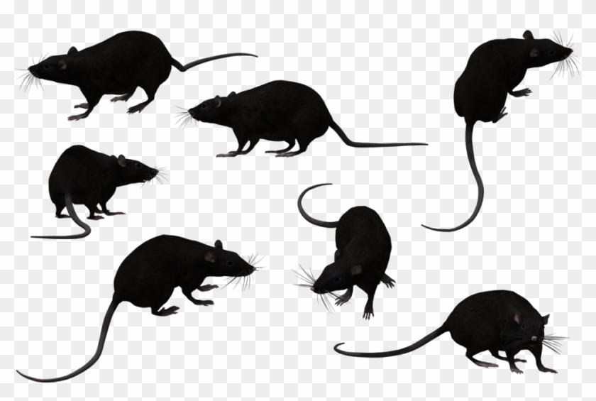 Randy By Chuck Augello - Rat Clipart #1895584