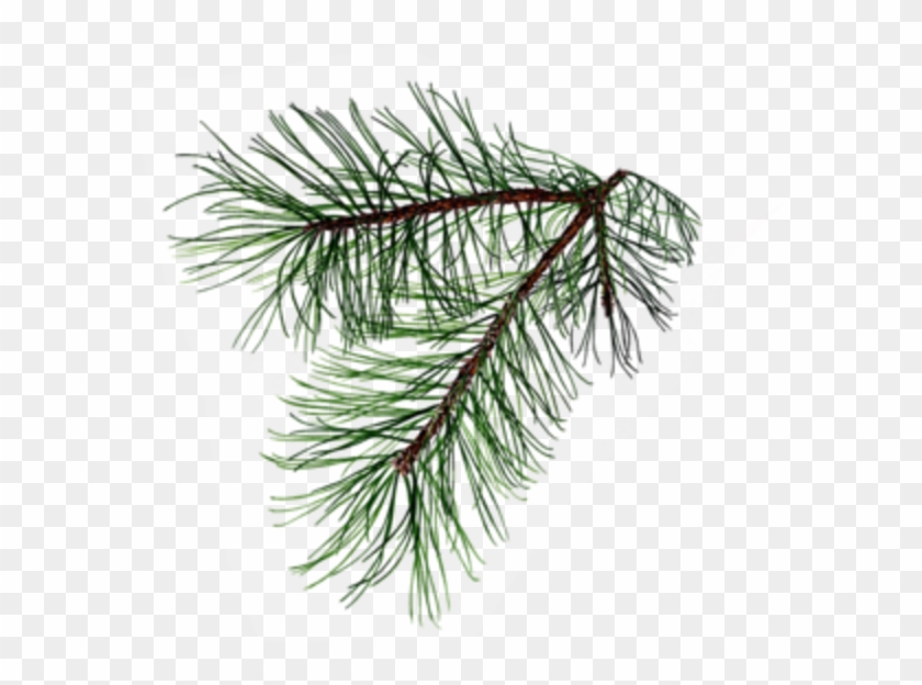 600 X 544 4 - Pine Tree Branch Tattoo Clipart