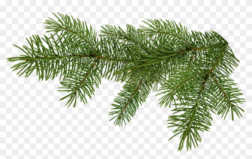 Branche De Sapin Png Clipart
