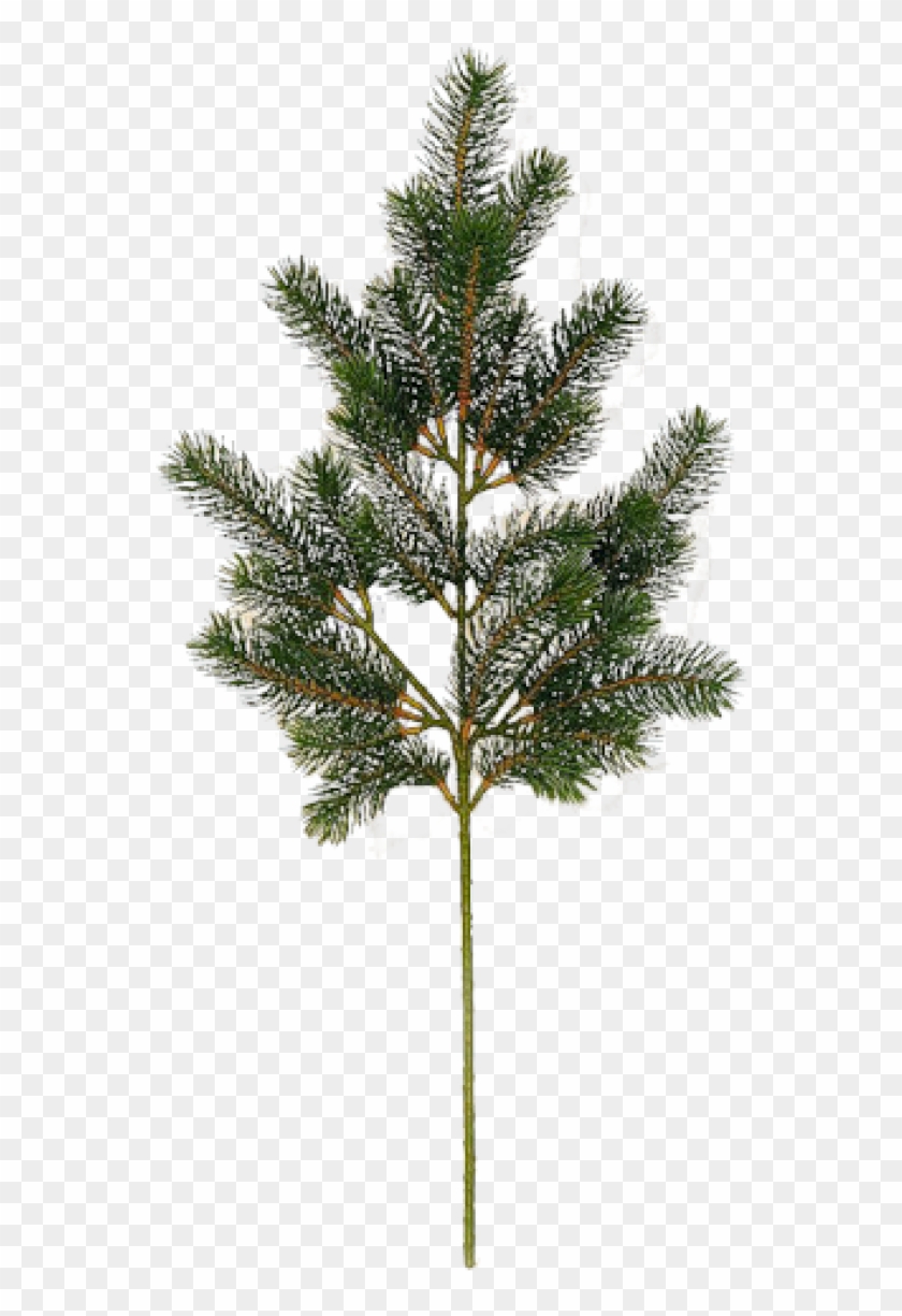 Fir Tree Free Png Image Download - Сосна Прозрачный Фон Clipart