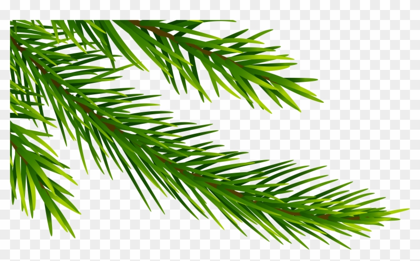 View Full Size - White Pine Clipart