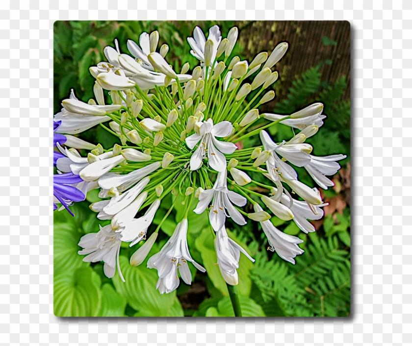Agapanthus Starburst White - Agapanthus Clipart