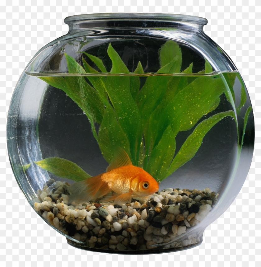 Fishbowl Photo Png Free Clipart #1899306