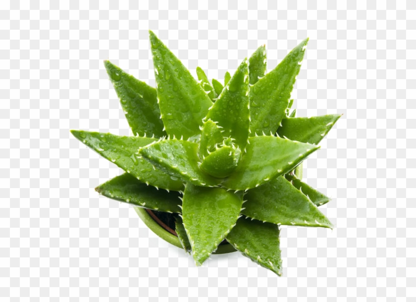 Aloe-vera Clipart
