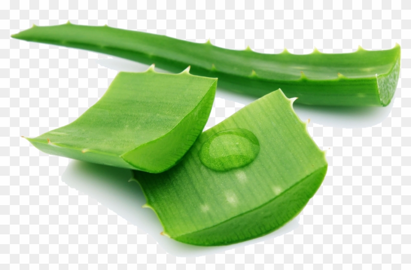 Aloe Png Pic Clipart