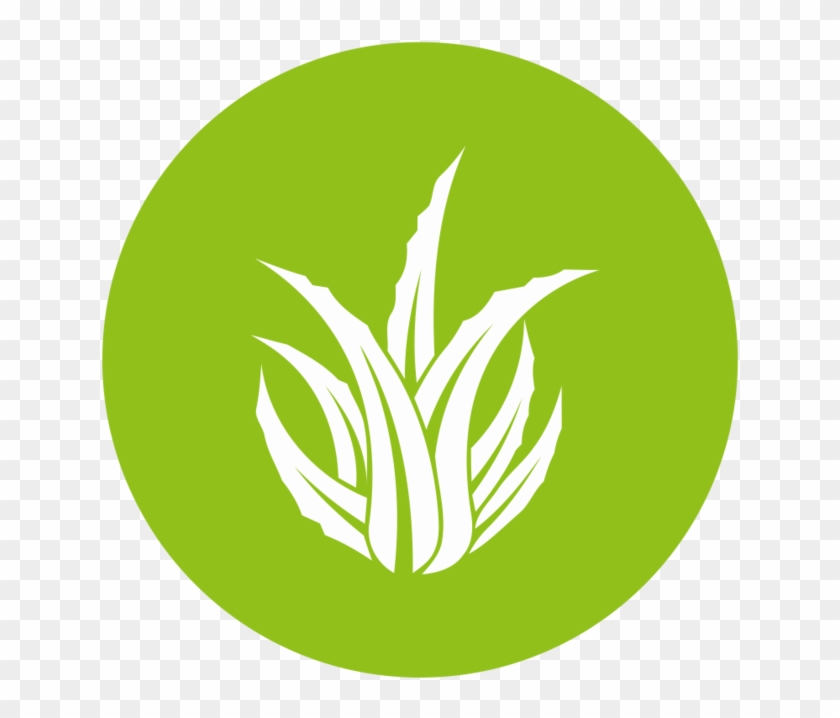 Aloe Icon - Aloe Vera Logo Png Clipart #1899856
