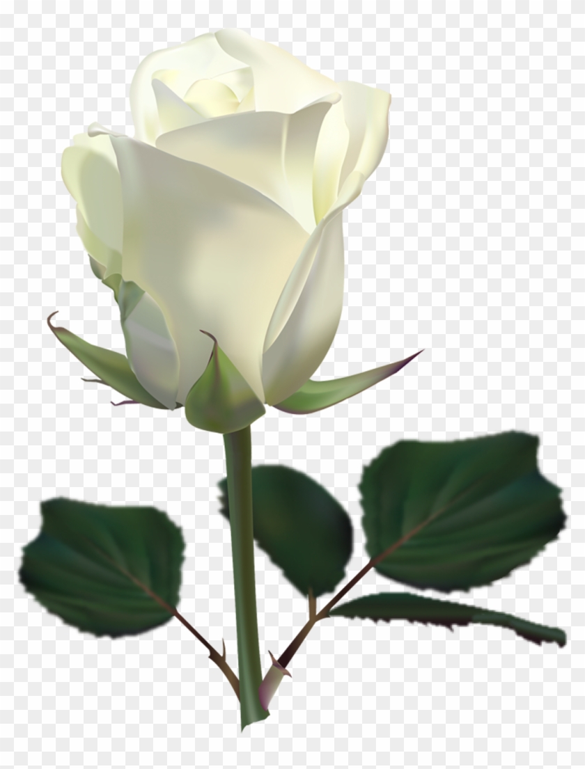 White Rose Images Download Clipart #190274