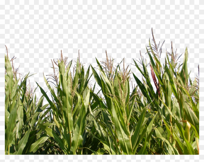 Png Image Information - Corn Field Transparent Clipart #192147