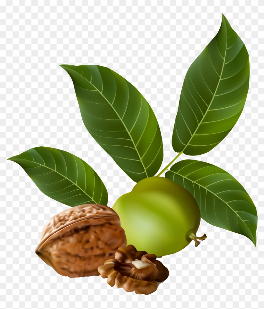 Walnut Png Clipart Picture - Black Walnut Png Transparent Png #192225