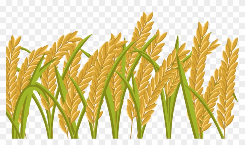 1400 X 980 5 - Rice Field Png Clipart #192446